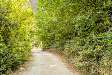 Fototapeta premium Single lane dirt road lined with lush greenery on sunny day.