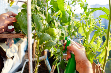 Tomato grows in a greenhouse. Men's hands hold spray bottle and watering the tomato plant