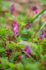 Lamprocapnos spectabilis ( bleeding heart) is a species of flowering plant in the family Dicentra.