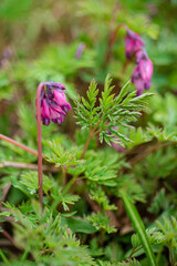 Lamprocapnos spectabilis ( bleeding heart) is a species of flowering plant in the family Dicentra.