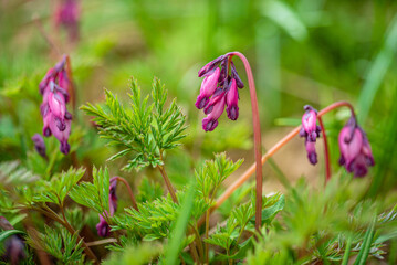 Lamprocapnos spectabilis ( bleeding heart) is a species of flowering plant in the family Dicentra.