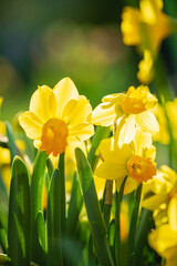 Obraz premium yellow narcissus in the garden