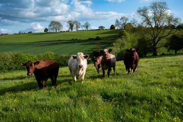 Cows in a field