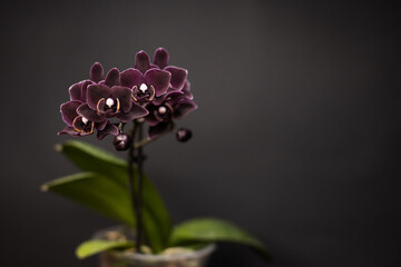 Phalaenopsis orchid black angel on a black background