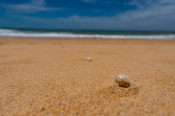 Fototapeta na wymiar Close up shell ,Nature view of beautiful tropical beach and sea in sunny day. Beach sea space aera