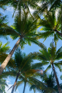 Coconut palm tree on Beautiful Tropical beach, buttom up