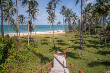 coconut tree on garden and seascapes views