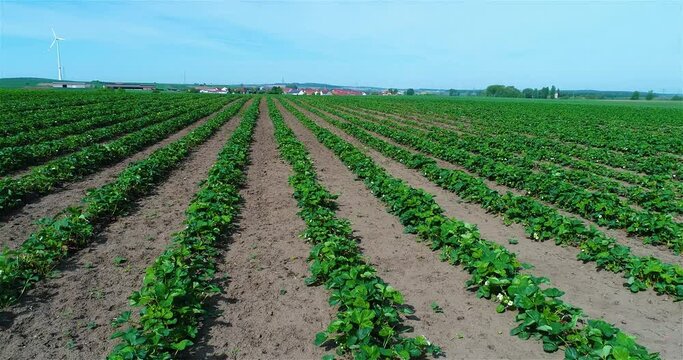 Industrial cultivation of strawberries. A field where strawberries are grown aerial view. Plantation growing strawberries.