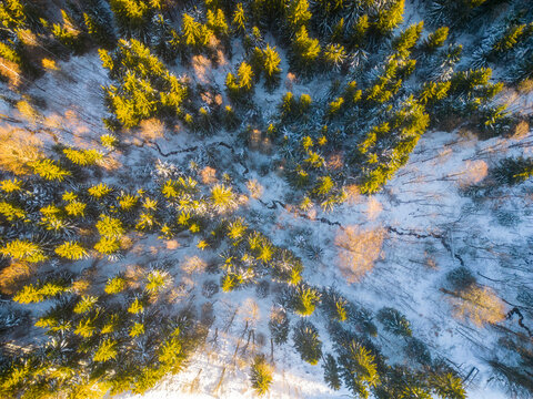 Forest in snowy wintertime. Cold winter and sunny day above forest with illuminated trees by rising sun. Aerial view from drone.