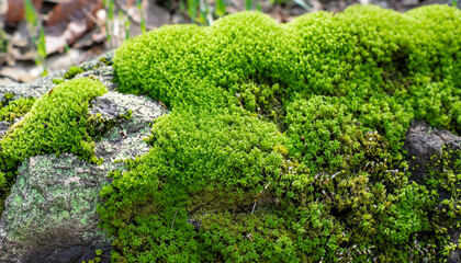 Beautiful Bright Green moss grown up cover the rough stones and on the floor in the forest. Show with macro view. Rocks full of the moss texture in nature for wallpaper
