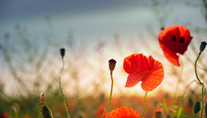 Beautiful nature background with red poppy flower poppy in the sunset in the field. Remembrance day, lest we forget concept