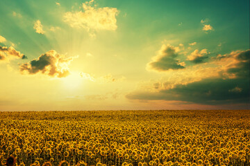 Sunflower field with beautiful sky. Aerial view - Powered by Adobe