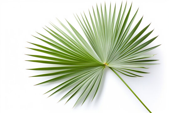 Saw Palmetto On White