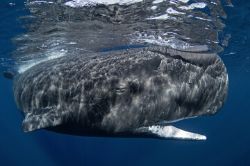 Sperm whale near the surface with open mouth. Calm biggest toothed whale in Indian ocean.  © prochym