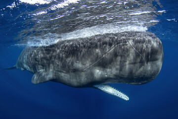 Fototapeta premium Sperm whale near the surface with open mouth. Calm biggest toothed whale in Indian ocean. 