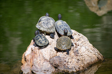 Turtles on a Rock in the Water.