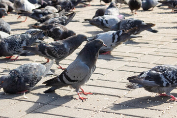 Pigeons eating grain on the sidewalk closeup