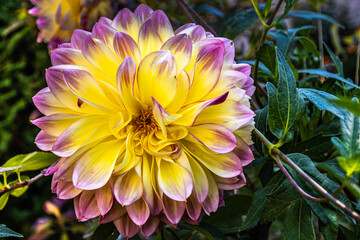 purple and yellow dahlia