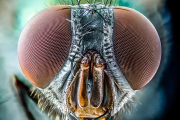 Papier Peint photo Lavable Photographie macro close up of a fly, Macro sharp and detailed fly compound eye surface.