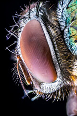 close up of a fly, Macro sharp and detailed fly compound eye surface.