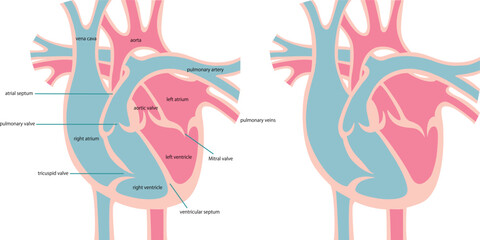 心臓の断面図／Cross section of the heart