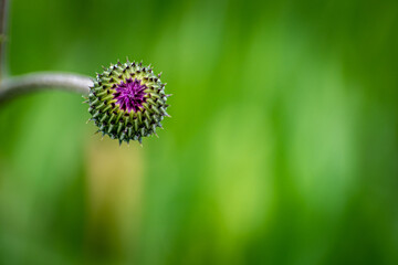 close up of a flower