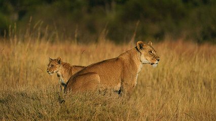 lioness and cub