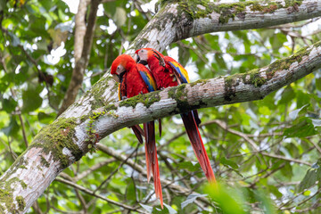 Scarlet macaw (Ara macao), couple perched on tree. Quepos, Wildlife and bird watching in Costa Rica.