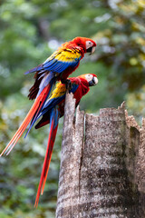 Scarlet macaw (Ara macao), couple perched on tree. Quepos, Wildlife and bird watching in Costa Rica.