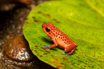 Strawberry poison-dart frog (Oophaga pumilio, formerly Dendrobates pumilio), species of small...