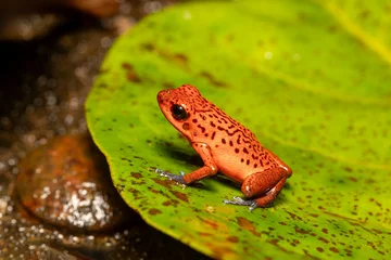 Fototapeten Strawberry poison-dart frog (Oophaga pumilio, formerly Dendrobates pumilio), species of small poison dart frog found in Central America. Tortuguero, Costa Rica wildlife © ArtushFoto