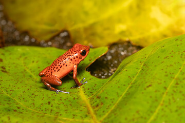 Naklejka premium Strawberry poison-dart frog (Oophaga pumilio, formerly Dendrobates pumilio), species of small poison dart frog found in Central America. Tortuguero, Costa Rica wildlife