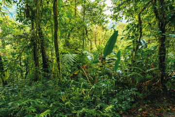 Dense Tropical rainforest landscape. Mountain rain forest with mist and low clouds. Traditional Costa Rica green landscape. Tapanti national park, Costa Rica