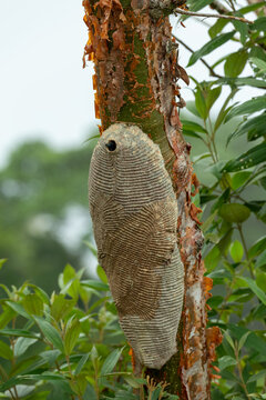 Warrior Wasp - Synoeca sp nest on tree, Synoeca is a genus of eusocial paper wasps found in the tropical forests of the Americas. Sabanas, Costa Rica wildlife
