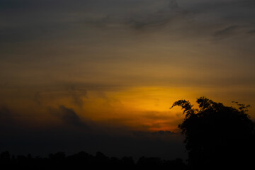 Silhouette of  bamboo trees against golden sky with sunlight in the morning sunrise.