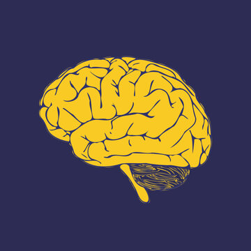 Yellow Brain Images – Browse 37,466 Stock Photos, Vectors, and Video