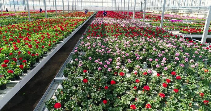 Lots of beautiful colored flowers in pots. Large commercial greenhouse for growing flowers and ornamental plants.