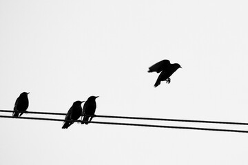 Black and white free bird flying from a cable