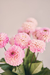 Fototapeta na wymiar Pink dahlias in glass jug, neutral wall background. the work of the florist at a flower shop. Handsome fresh bouquet. Flowers delivery