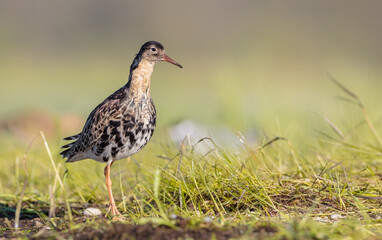 Ruff - male bird at a wetland on the mating season in spring