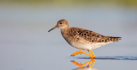 Ruff -  female feeding at the wetland on the mating season in spring