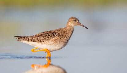 Ruff -  female feeding at the wetland on the mating season in spring