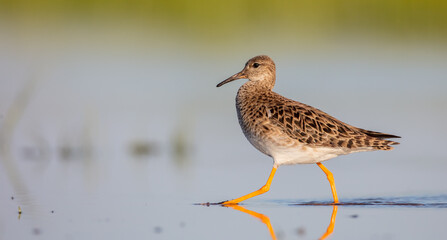 Ruff -  female feeding at the wetland on the mating season in spring