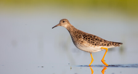 Ruff -  female feeding at the wetland on the mating season in spring