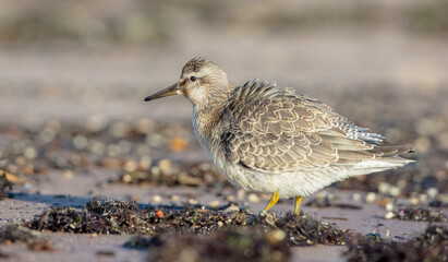 Red Knot - on the autumn migration way at a seashore