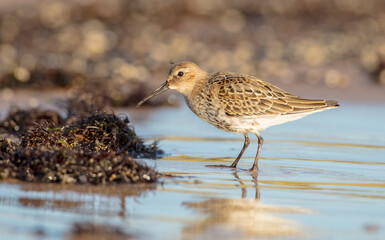 Dunlin - young bird at a seashore on the autumn migration way