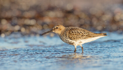 Dunlin - young bird at a seashore on the autumn migration way