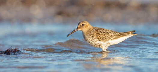 Dunlin - young bird at a seashore on the autumn migration way