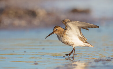 Dunlin - young bird at a seashore on the autumn migration way