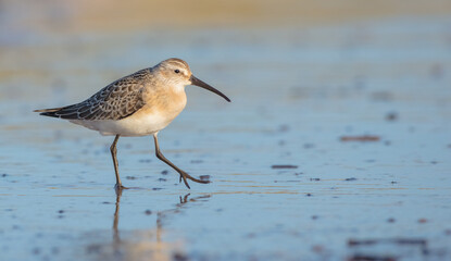 The curlew sandpiper - young bird at a seashore on the autumn migration way